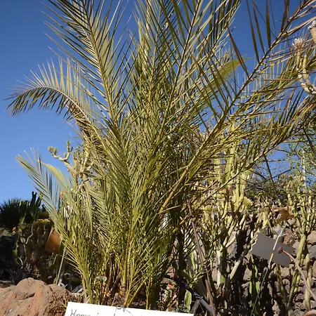 Alta Montana וילפלור