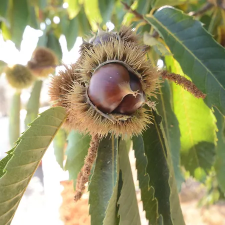 Alta Montana וילפלור