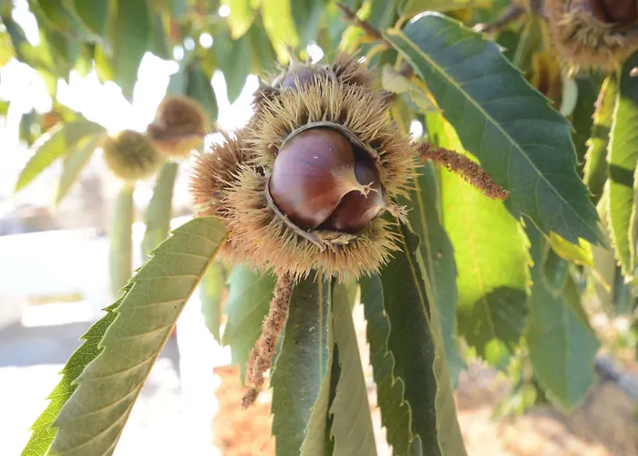 Alta Montana Vilaflor