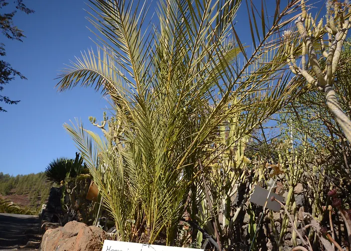 Alta Montaña Vilaflor